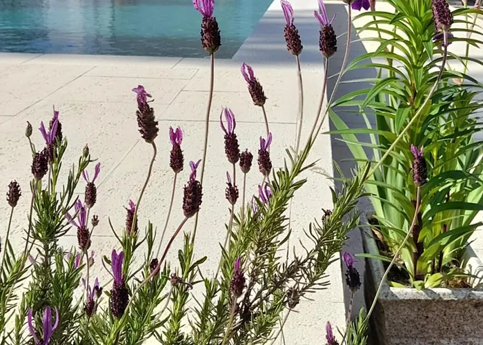 Dom wakacyjny Monte Rolas - A Serenidade Mora Aqui! *